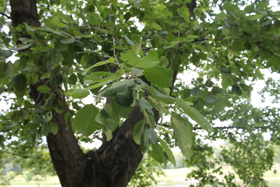 Alnus cordata Desf