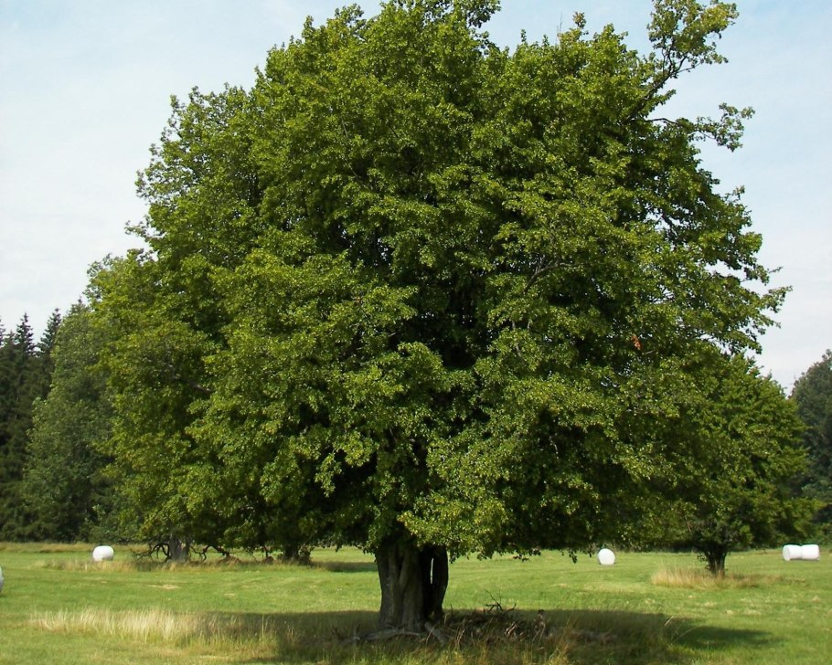 Липовая гора дерево вяз