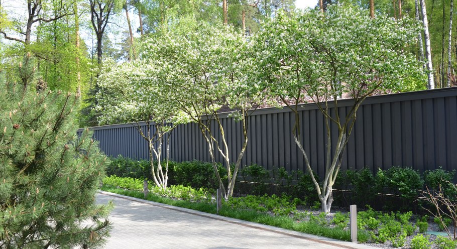 Alnus glutinosa 'Imperialis'