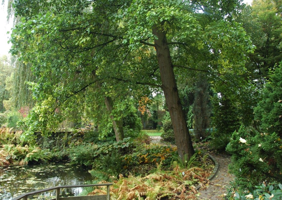 Боярышник однопестичный Живая изгородь