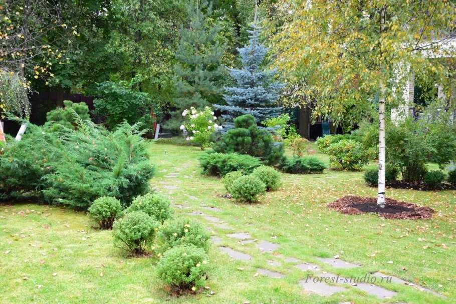 Туя крупномер посадка