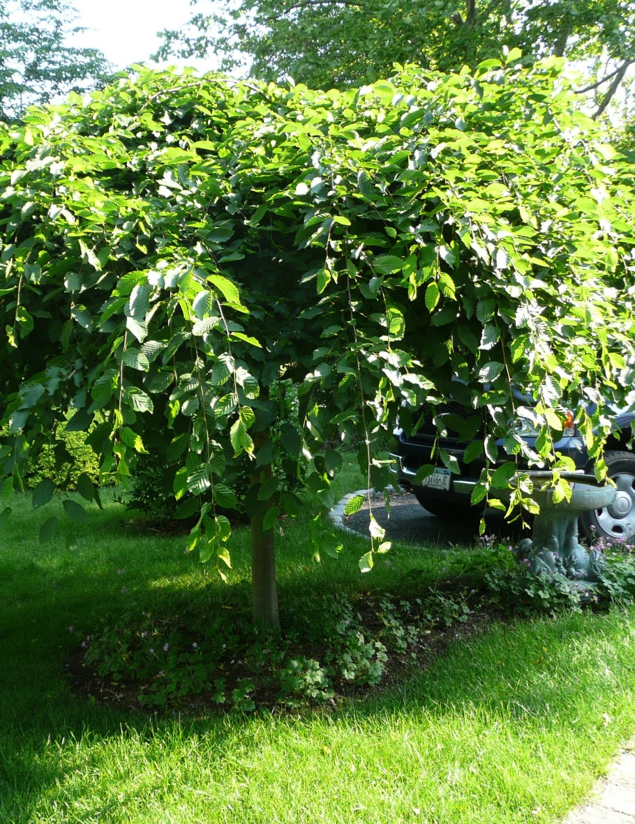 Ольха сердцевидная