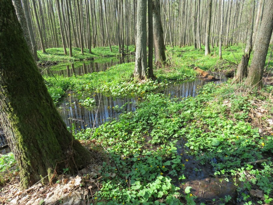 Клен остролистный Фассенс Блэк