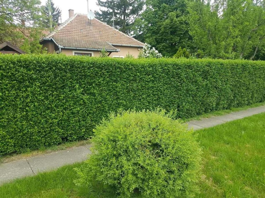 Граб Пендула