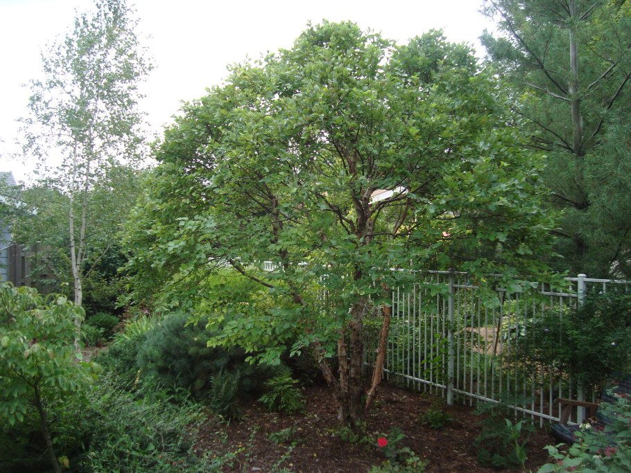 Ольха сердцелистная