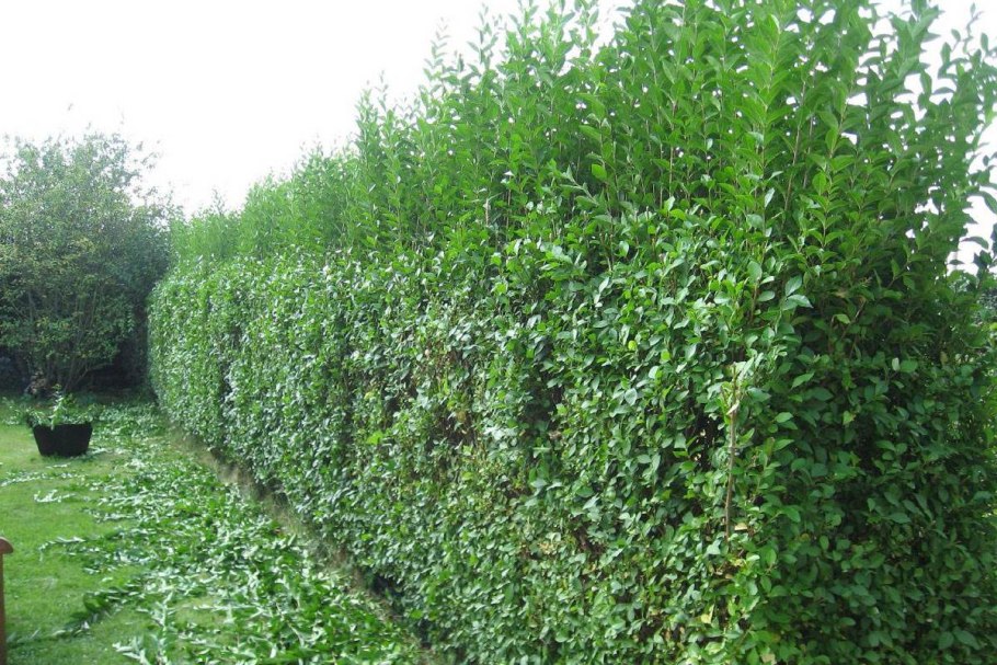 Ольха дерево описание