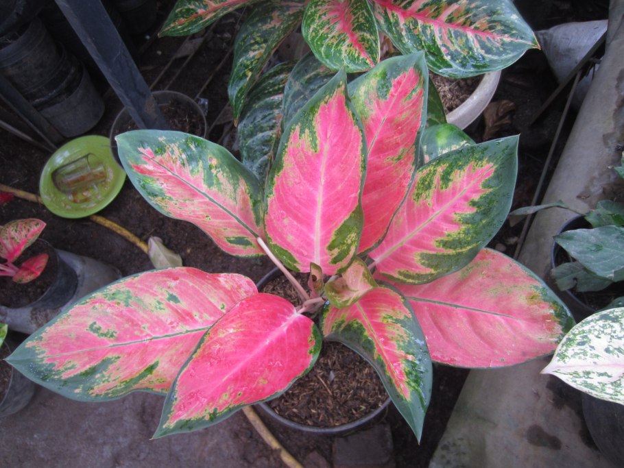 Аглаонема Цинта