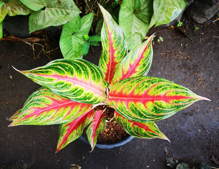 Аглаонема Джангл Рэд