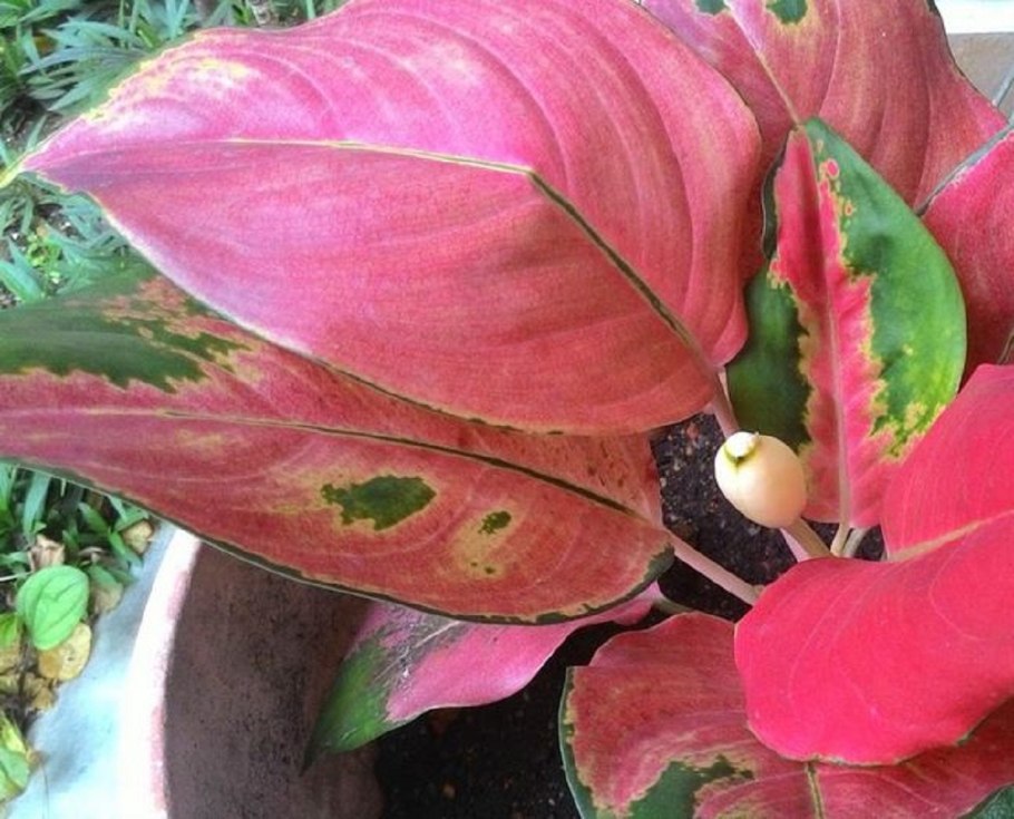 Аглаонема Red