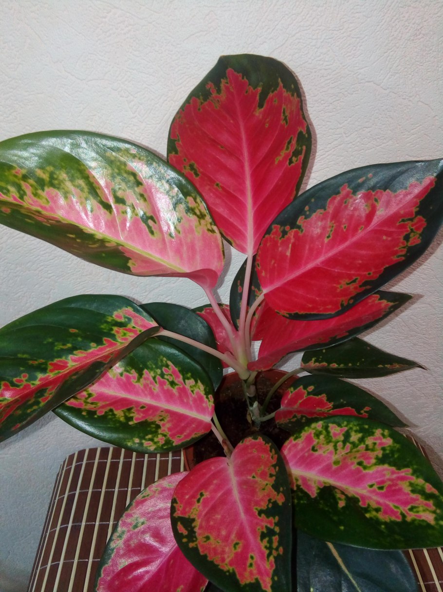 Аглаонема Тутанхамон