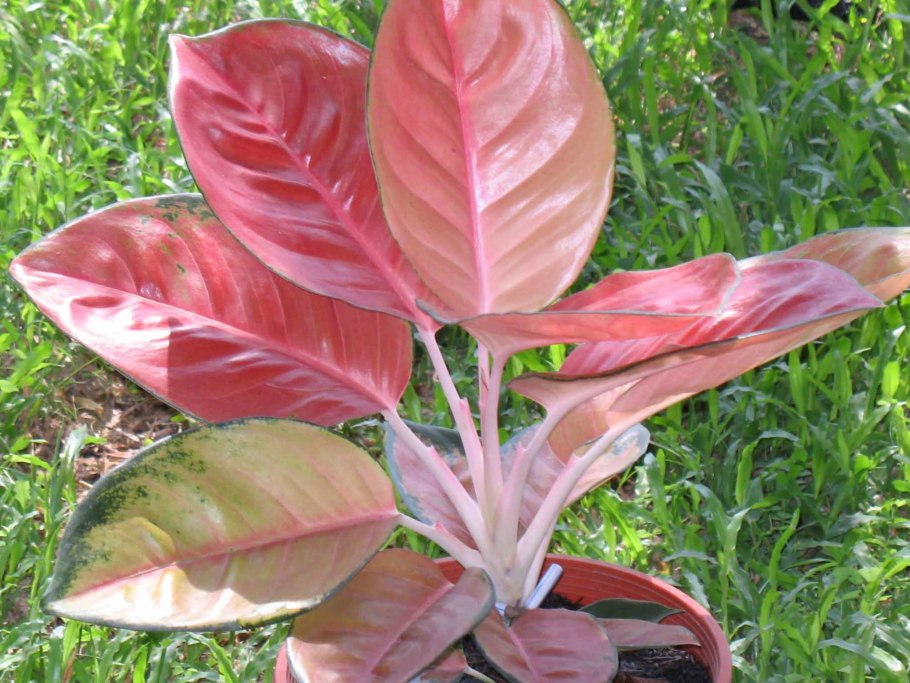 Ред Стардаст аглаонема