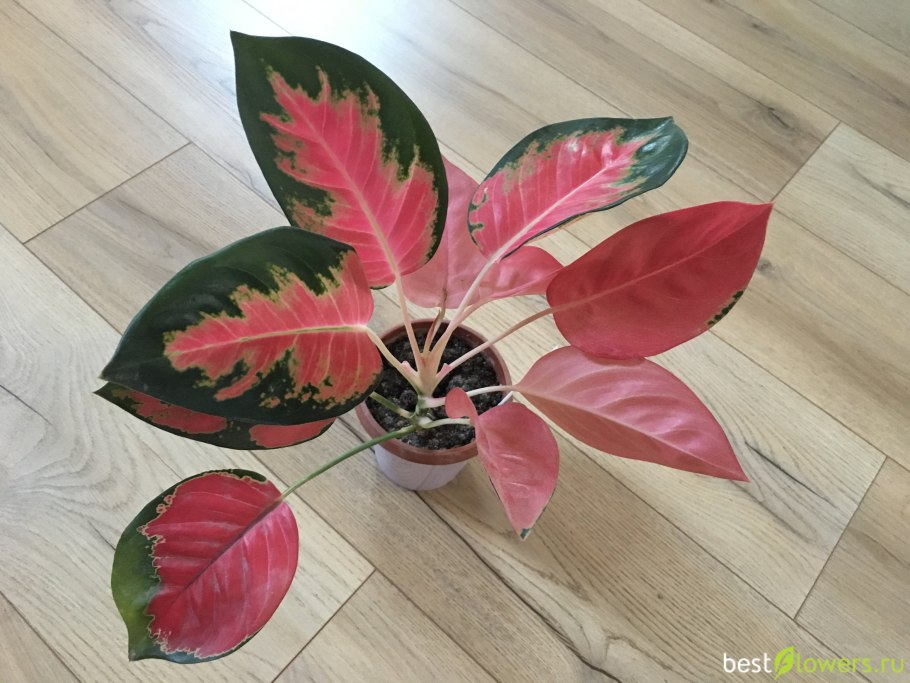 Аглаонема Кочин