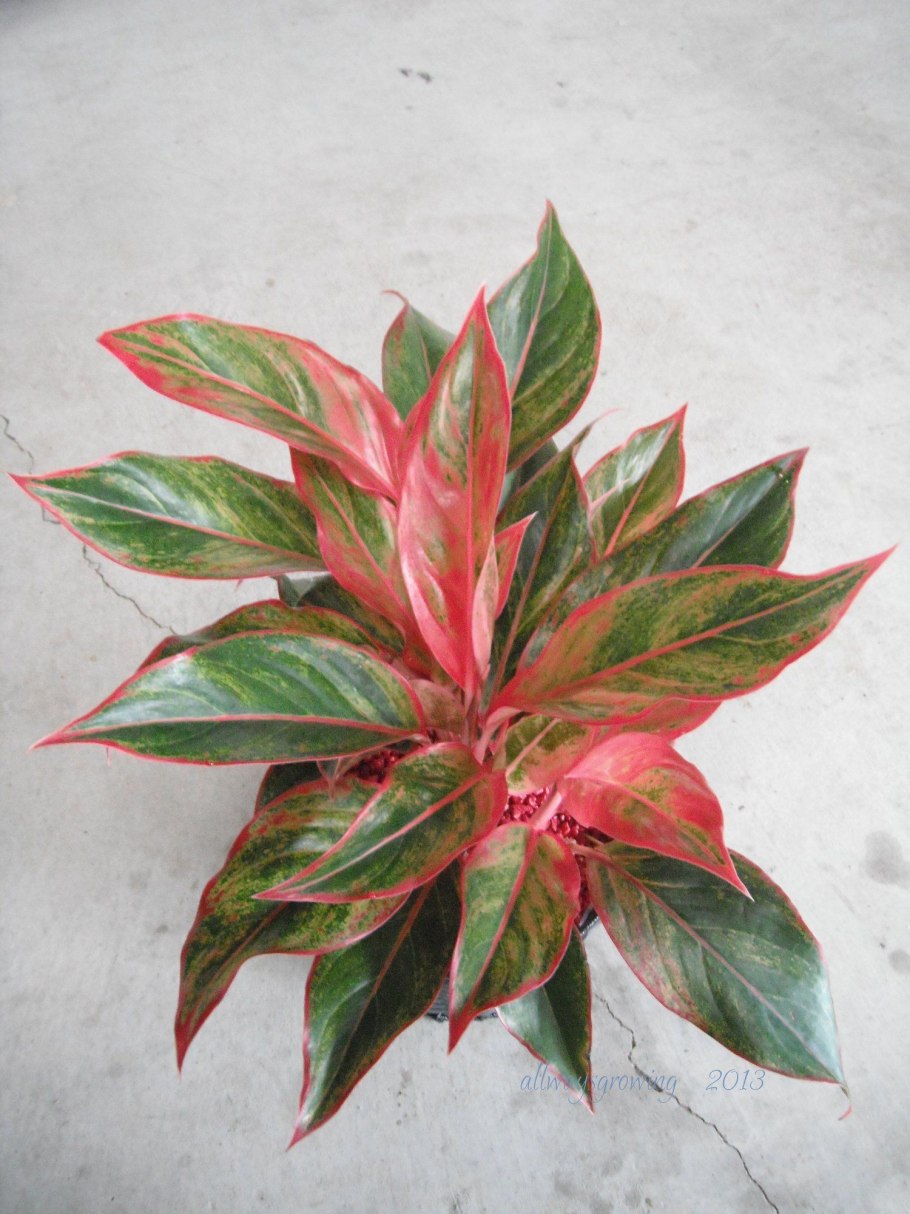 Аглаонема ред Кинг