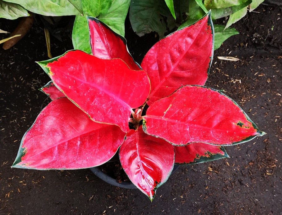 Аглаонема ред Грин