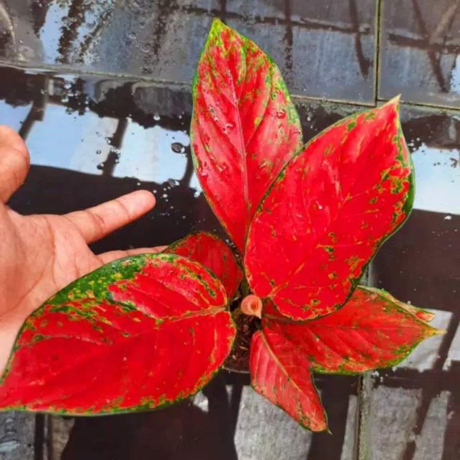 Аглаонема spotted Star