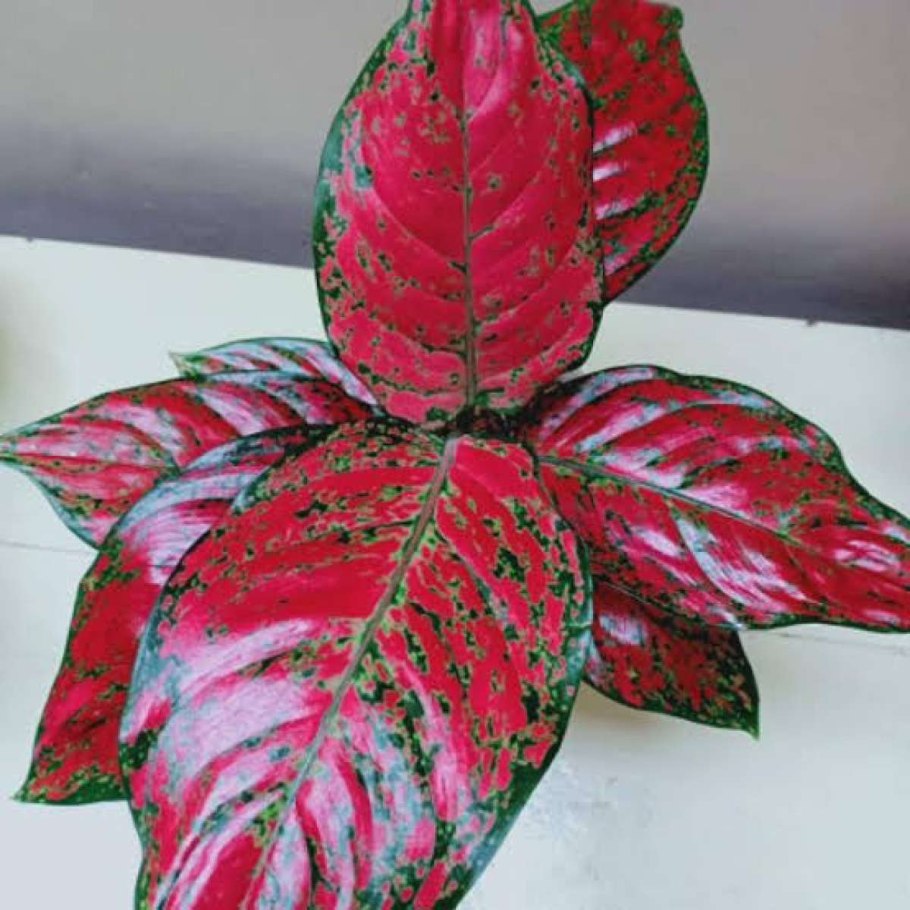 Аглаонема Аврора