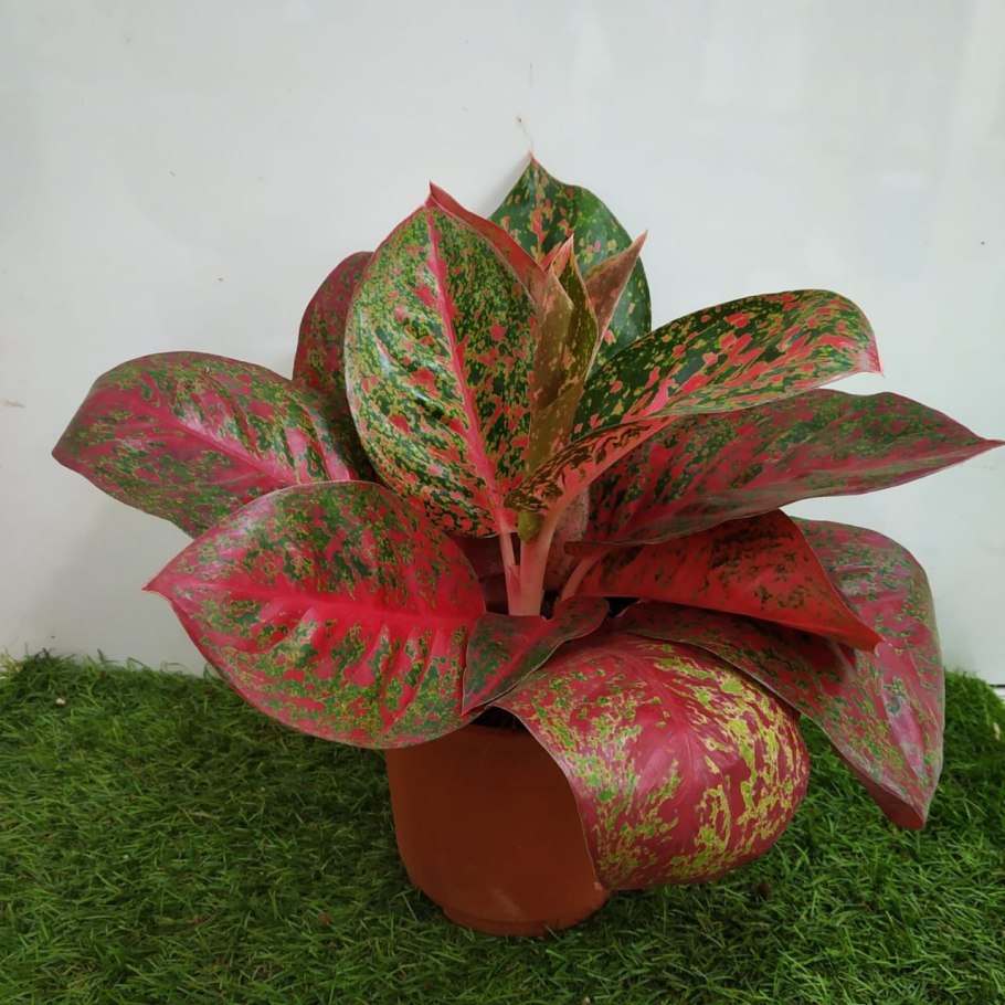 Аглаонема Липстик