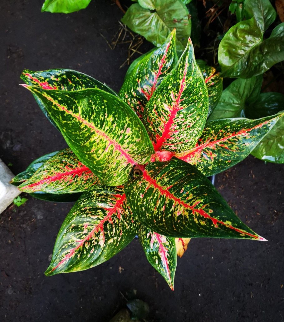 Аглаонема Анимани ред