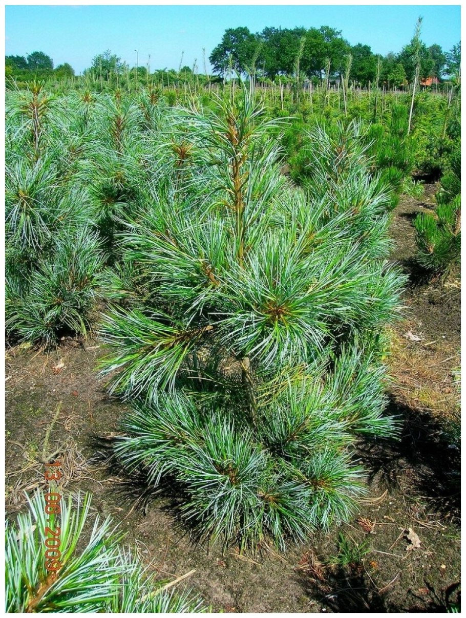 Cedrus brevifolia