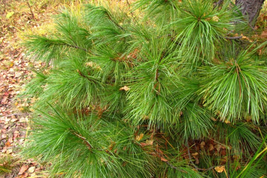 Кедр Сибирский сосна Сибирская Pinus sibirica