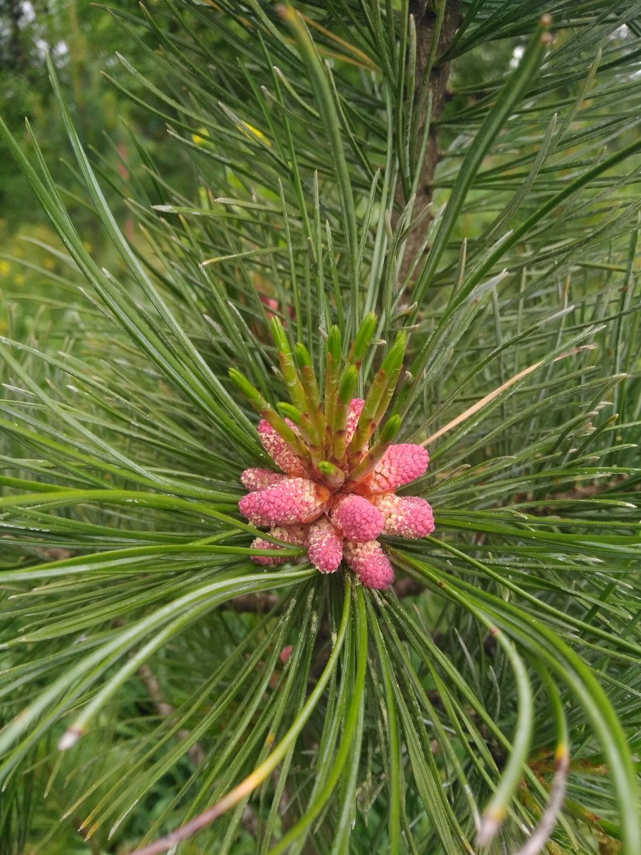 Сосна Кедровая Pinus sibirica