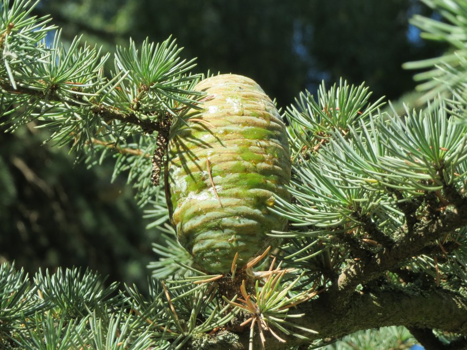 Кедр Гималайский дерево
