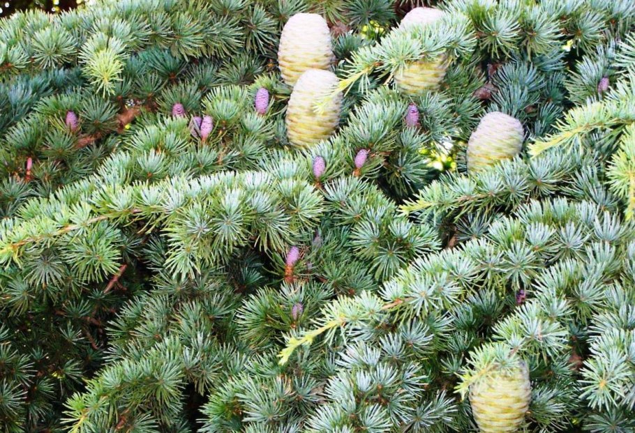 Кедр Сибирский Pinus sibirica
