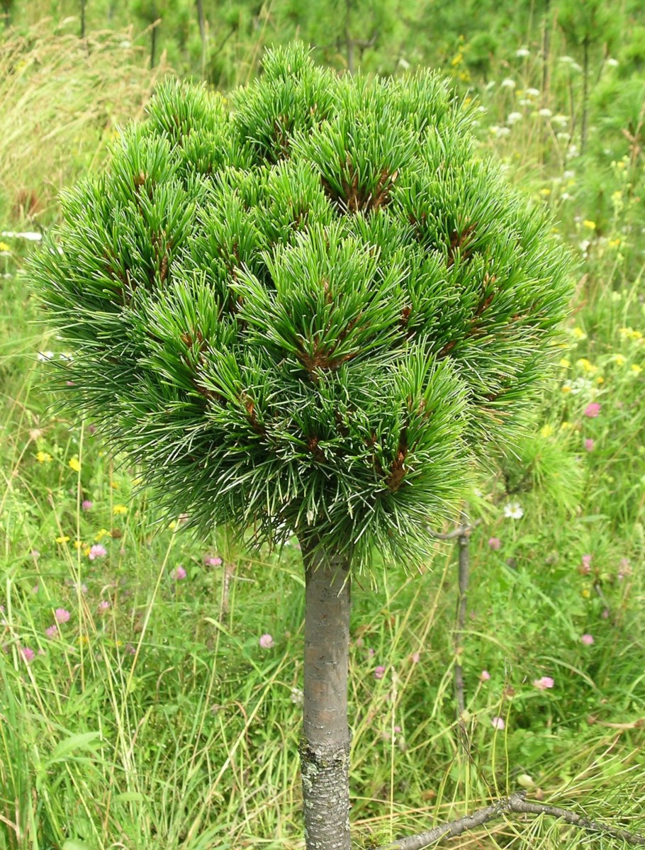 Сосна Кедровая корейская