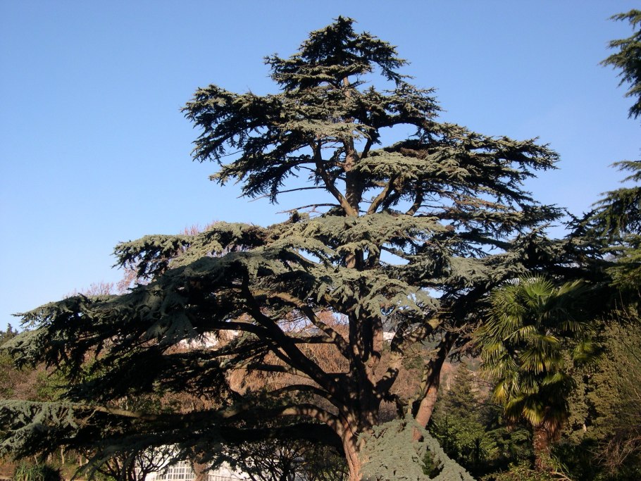 Сосна желтая Pinus Ponderosa