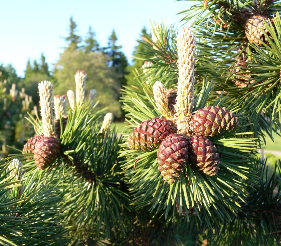 Кедр корейский Pinus koraiensis