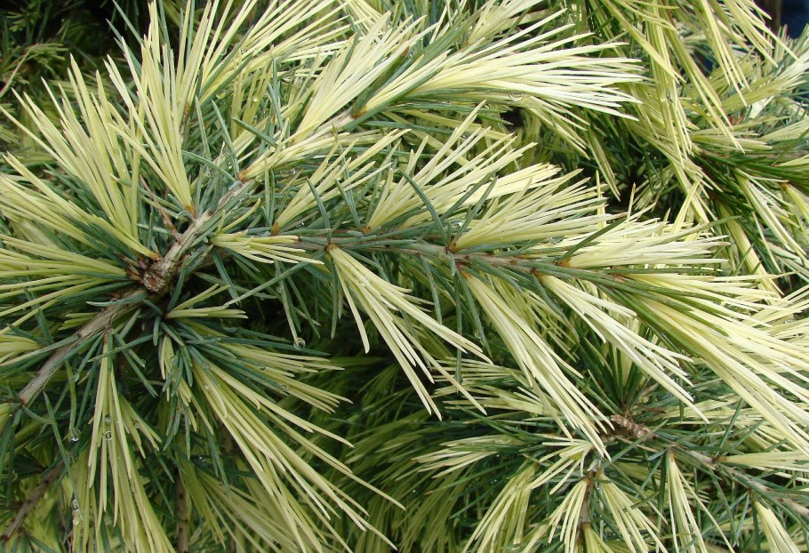 Сосна Кедровая корейская