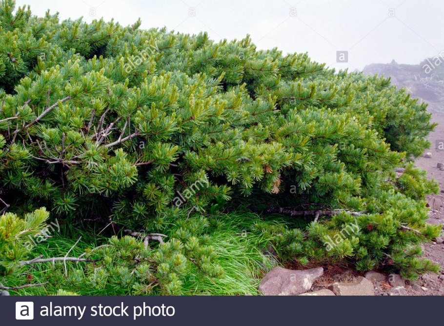 Сосна Pinus Ponderosa