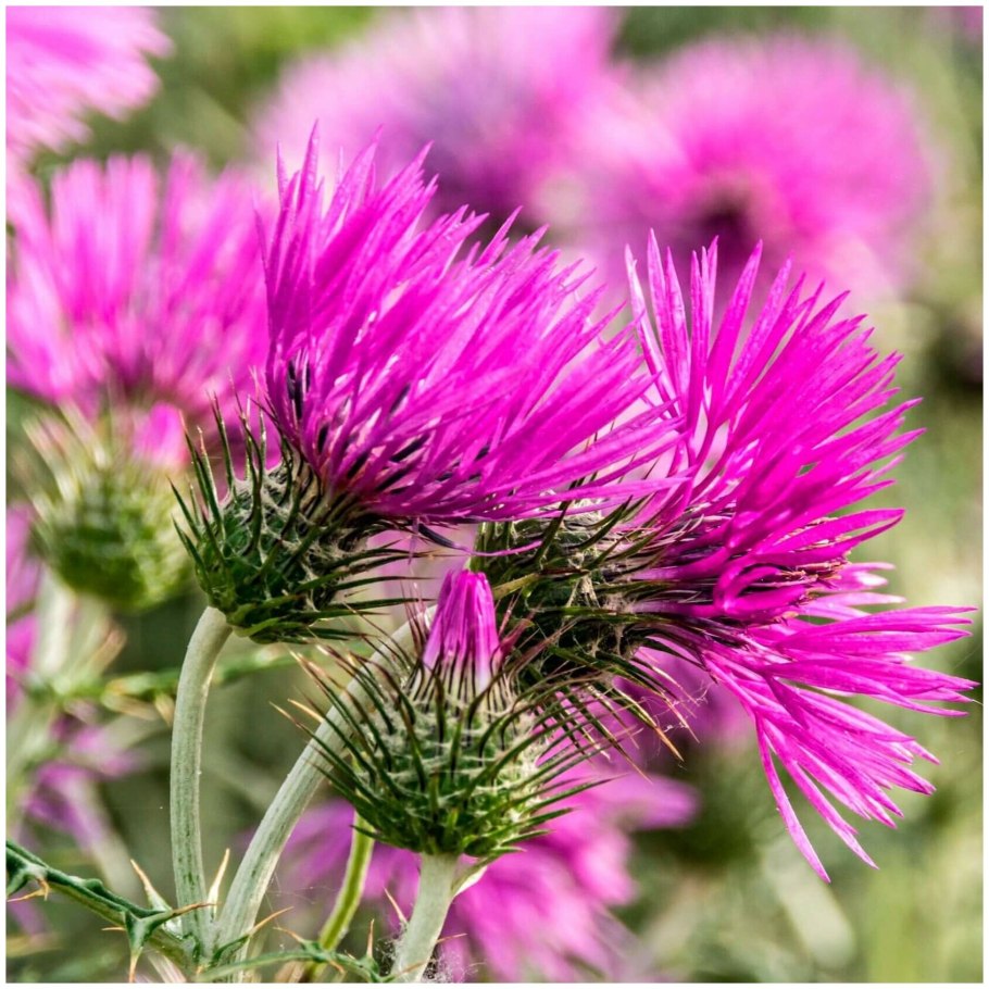 Расторопша пятнистая (Silybum Marianum)