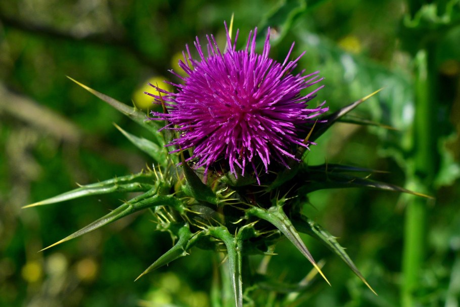 Milk Thistle расторопша