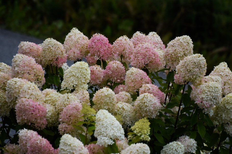 Гортензия метельчатая саммер лав