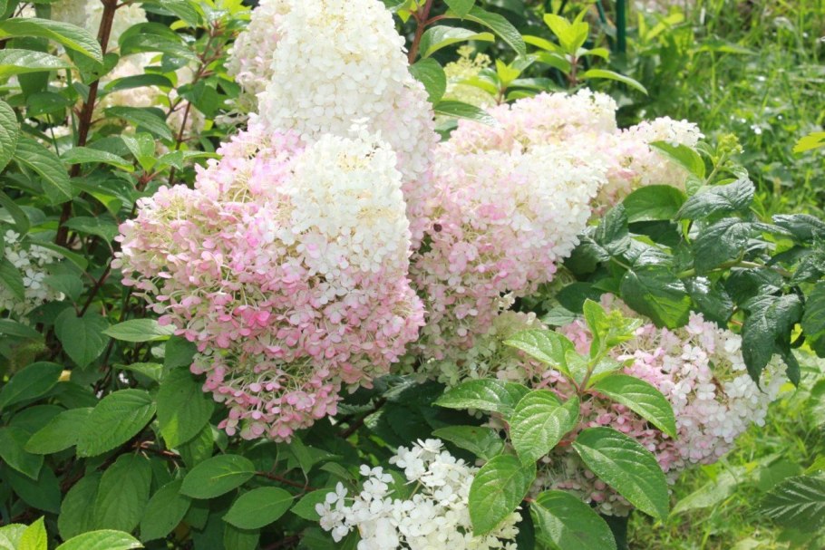 Гортензия крупнолистная