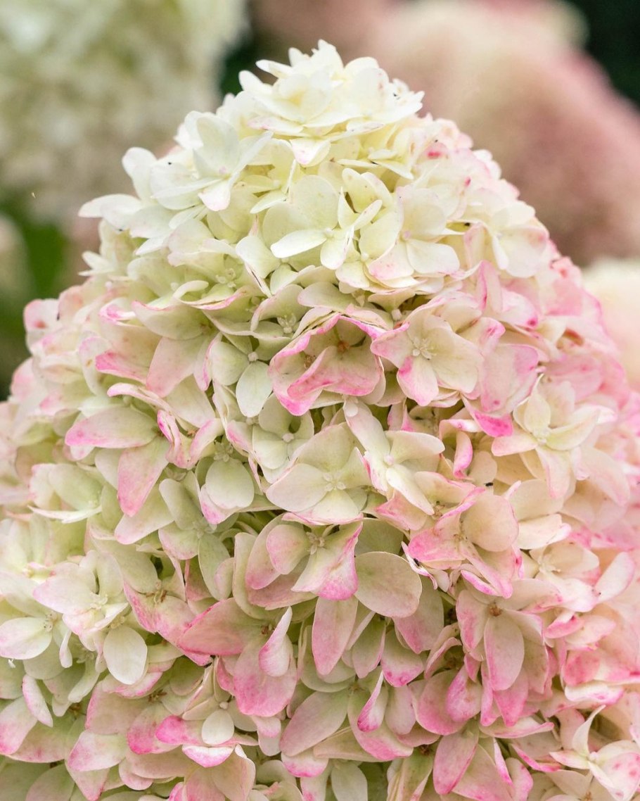 Гортензия крупнолистная индиго