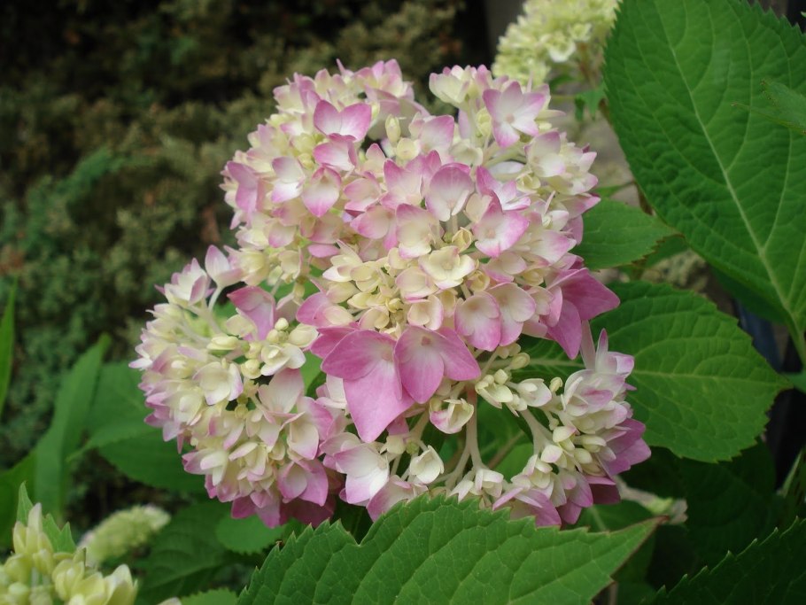 Гортензия Альба метельчатая