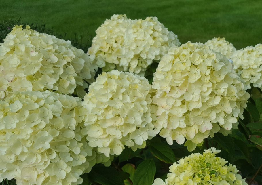 Гортензия Эндлесс саммер лав