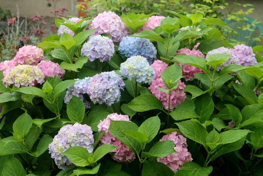 Гортензия крупнолистная синдерелла