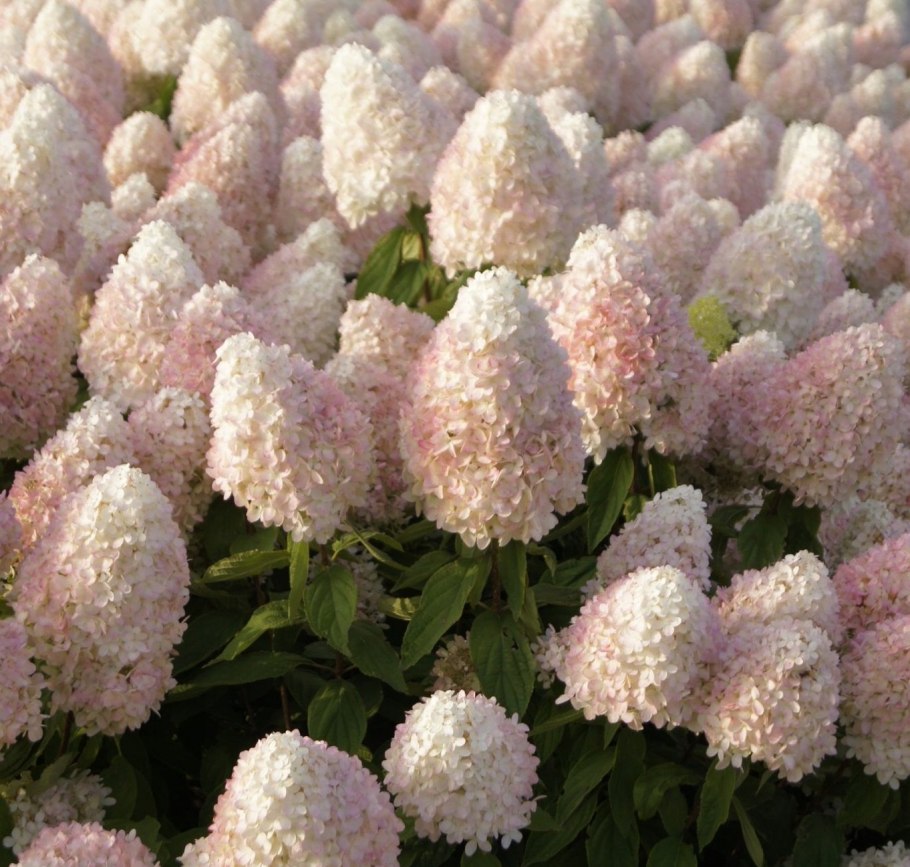 Гортензия метельчатая саммер лав