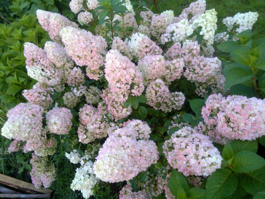 Гортензия крупнолистная Эндлесс саммер