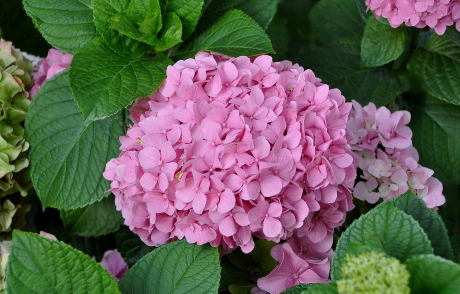 Гортензия метельчатая саммер Сноу