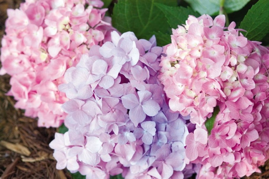 Гортензия метельчатая саммер лав