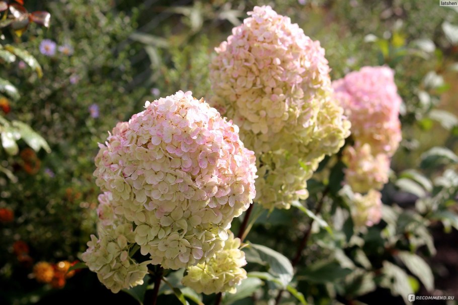 Гортензия крупнолистная саммер лав