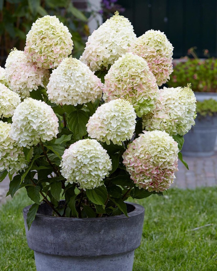 Гортензия Дентель де Горон