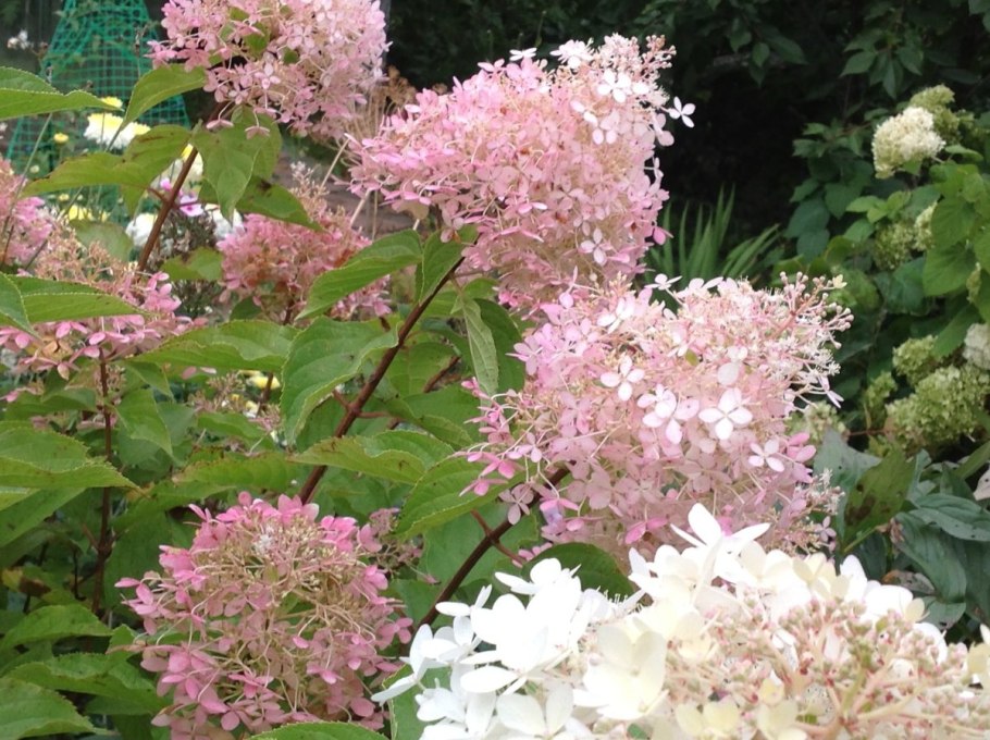 Гортензия энтлесс Самер