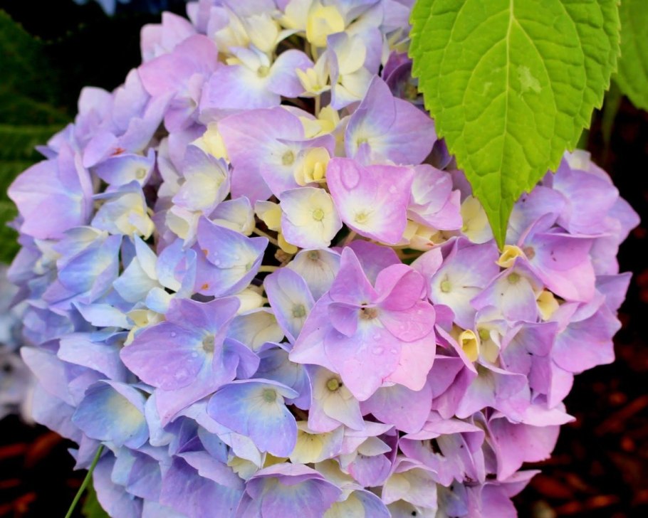 Гортензия Альба метельчатая