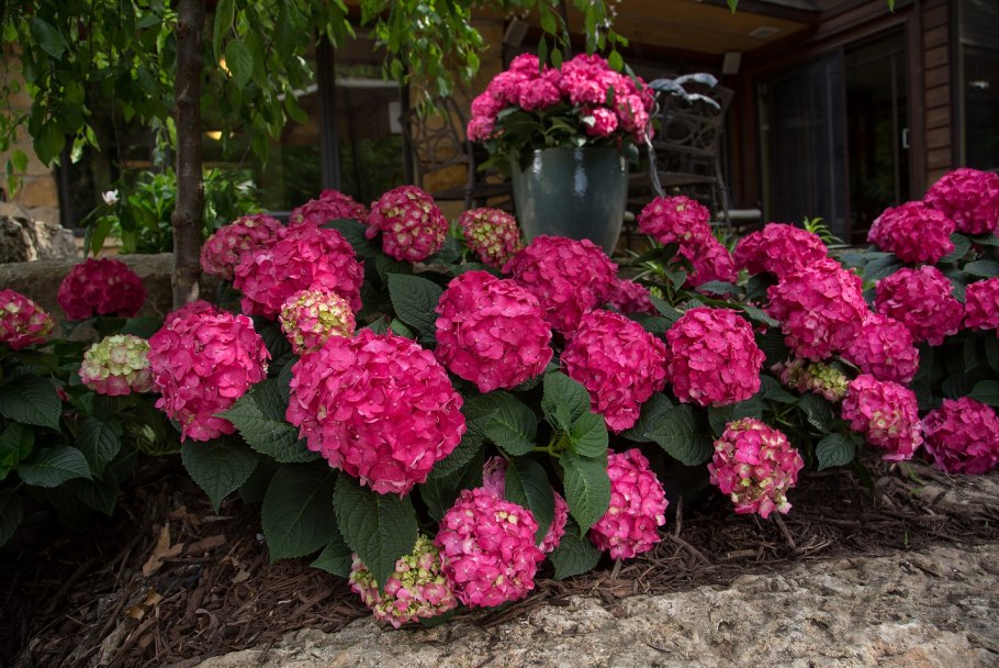 Гортензия крупнолистная саммер