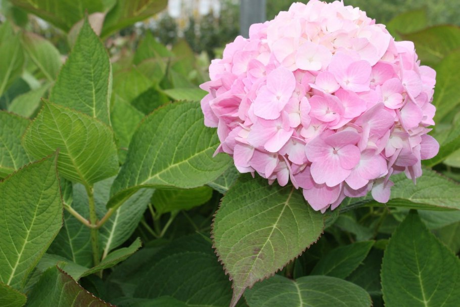 Гортензия Флорентина Пинк